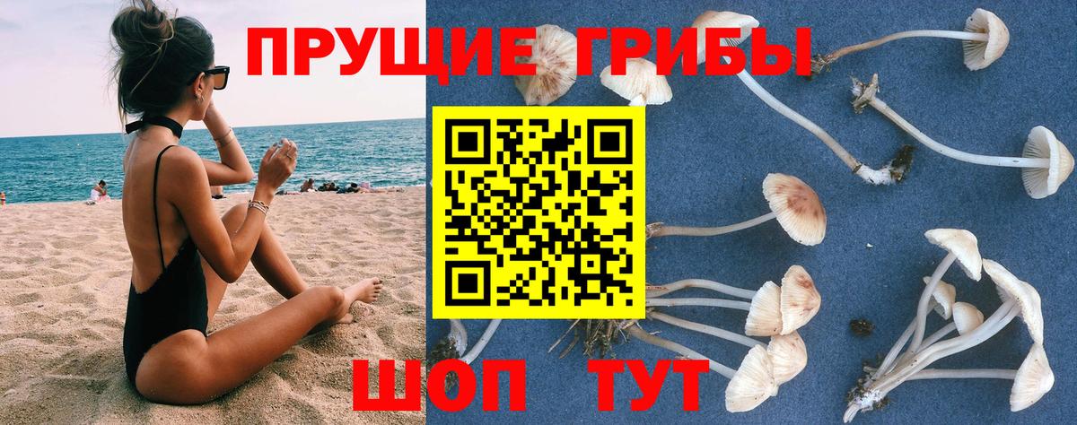 Псилоцибиновые грибы GOLDEN TEACHER  Вход с VPN  как найти закладки  Лосино-Петровский  Псилоцибиновые грибы прущие грибы 